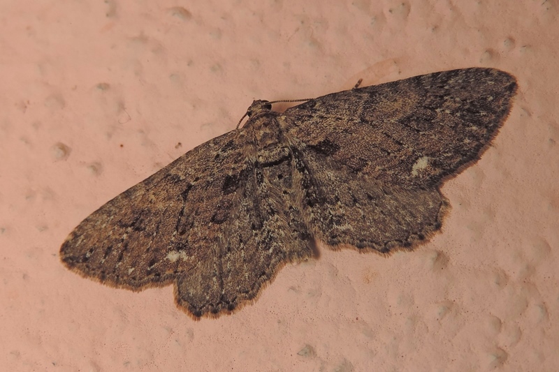 Horisme predotai (Geometridae)
